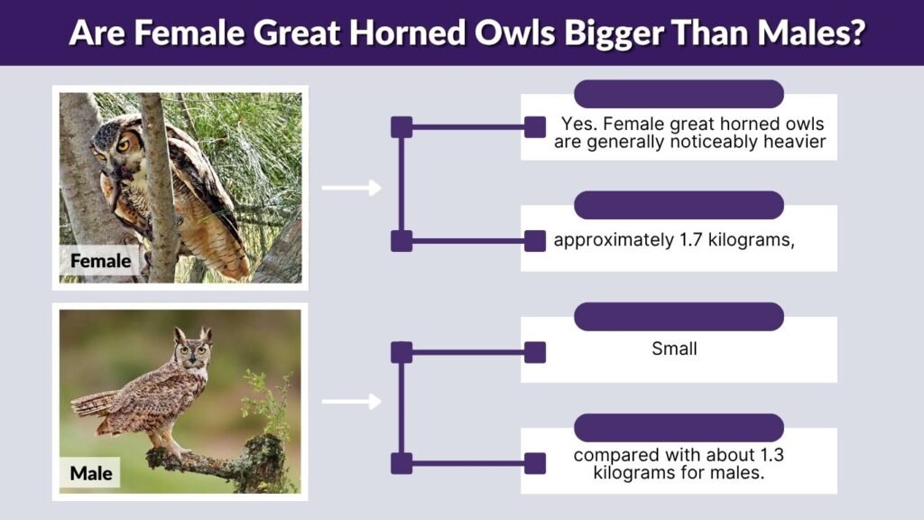 Are Female Great Horned Owls Bigger Than Males?