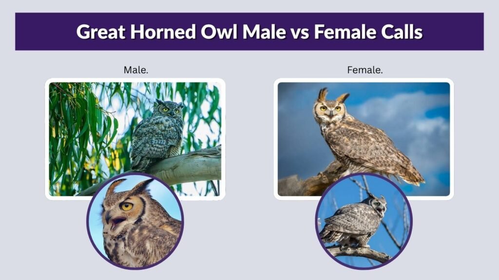 Great Horned Owl Male vs Female Calls