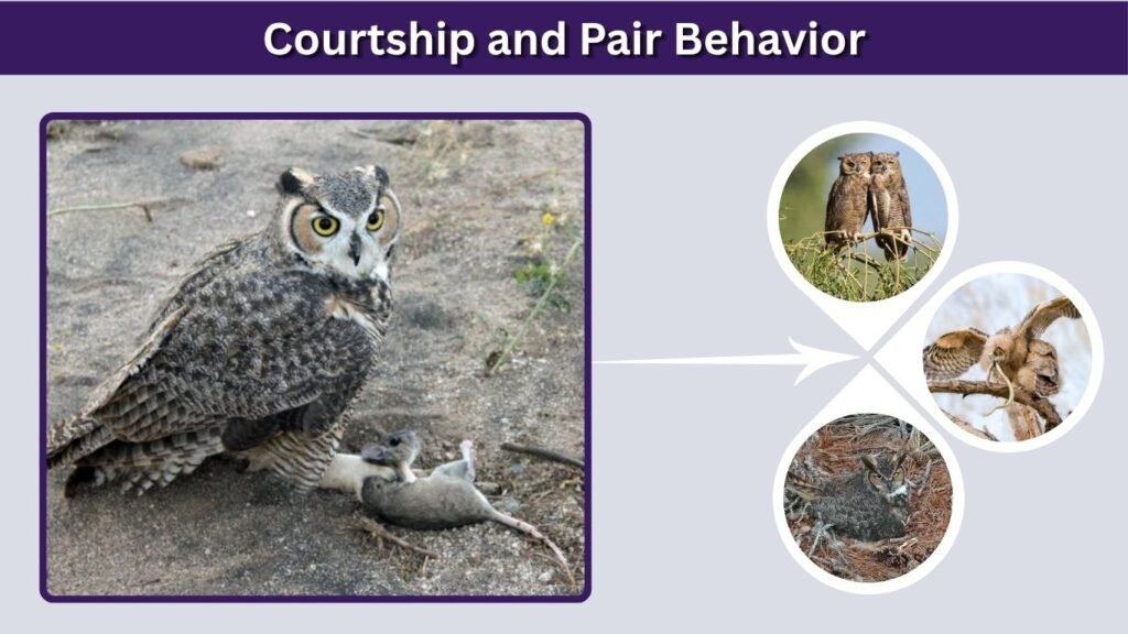 Courtship and Pair Behavior