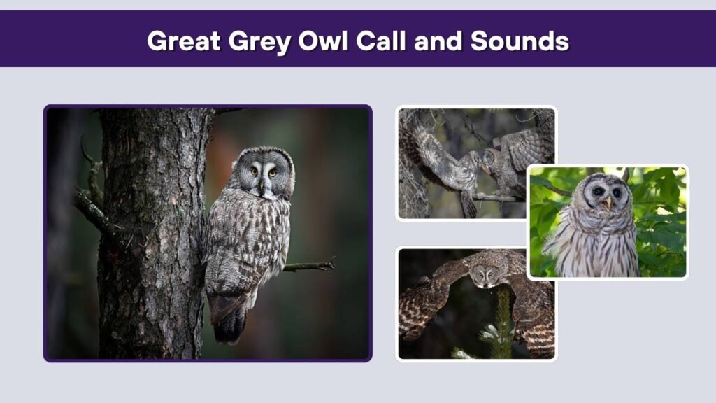 Great Grey Owl Call and Sounds
