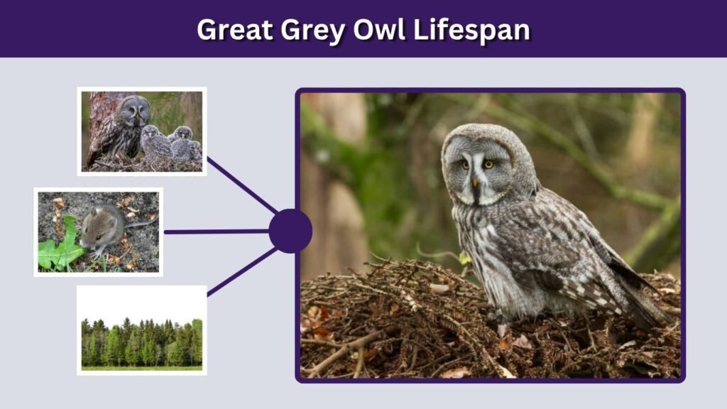 Great Grey Owl Lifespan