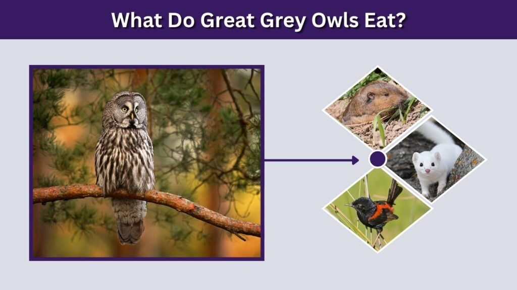 What Do Great Grey Owls Eat?