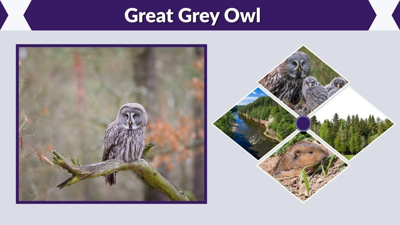 Great Grey Owl: Size, Range, Diet, Call and Facts