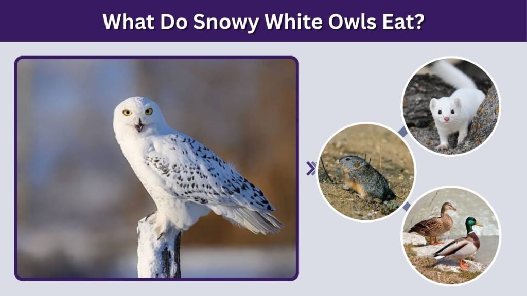 What Do Snowy White Owls Eat?