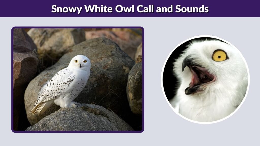 Snowy White Owl Call and Sounds