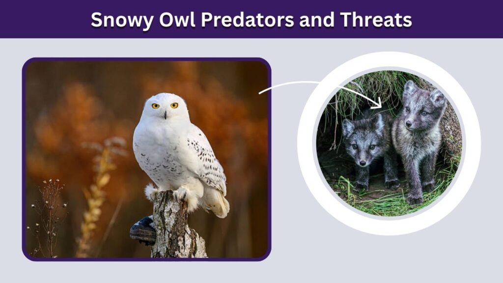 Snowy Owl Predators and Threats