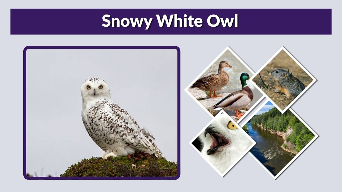 Snowy White Owl: Size, Habitat, Diet, Color and Facts
