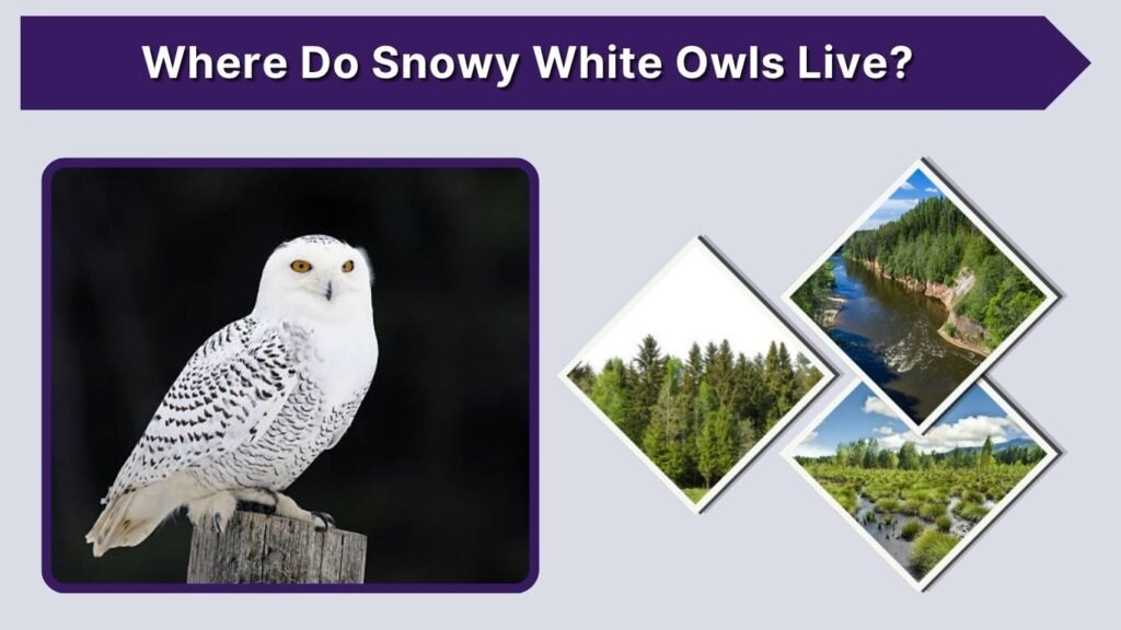 Where Do Snowy White Owls Live?