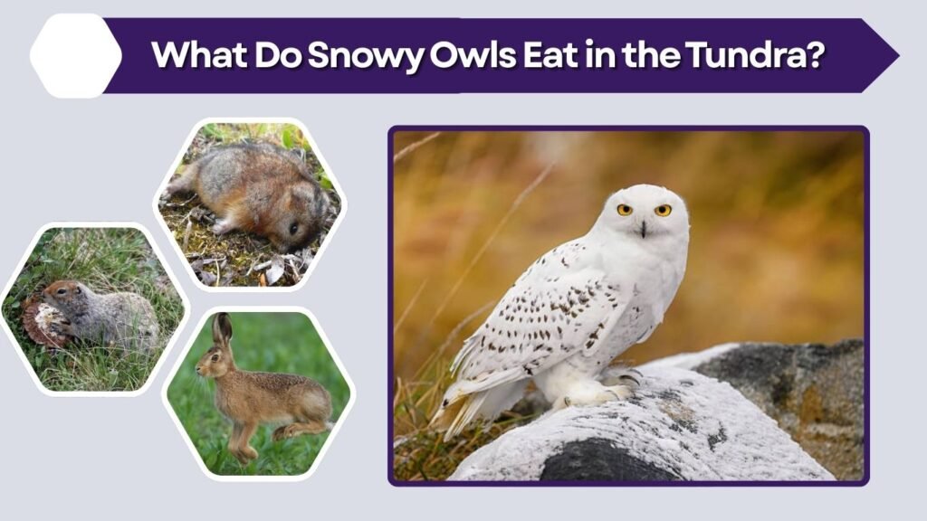 What Do Snowy Owls Eat in the Tundra?