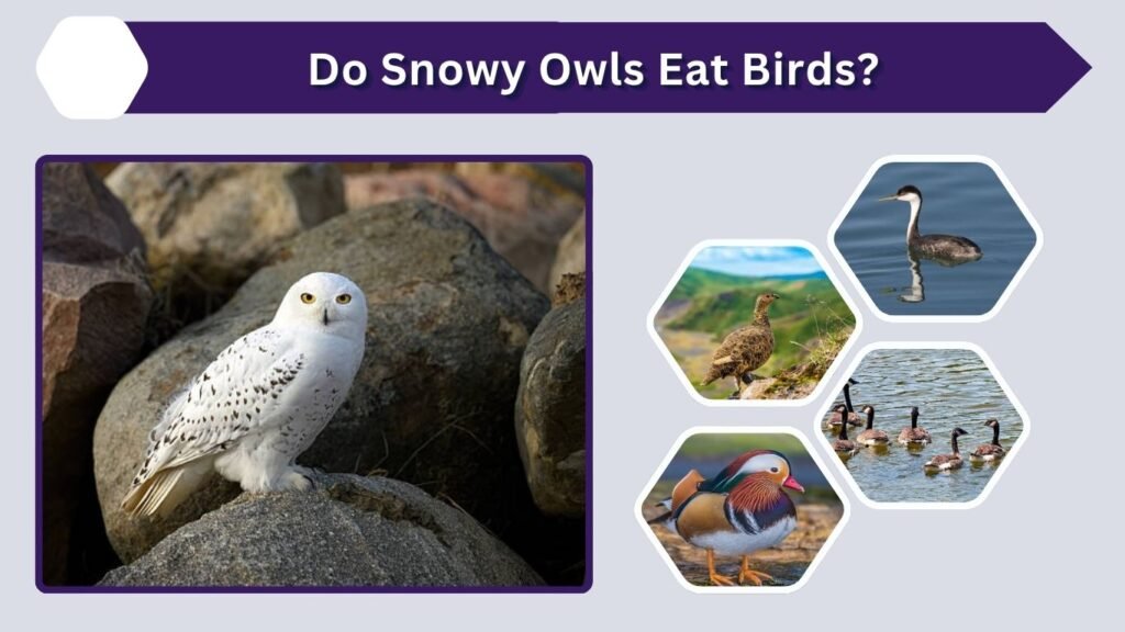 Do Snowy Owls Eat Birds?