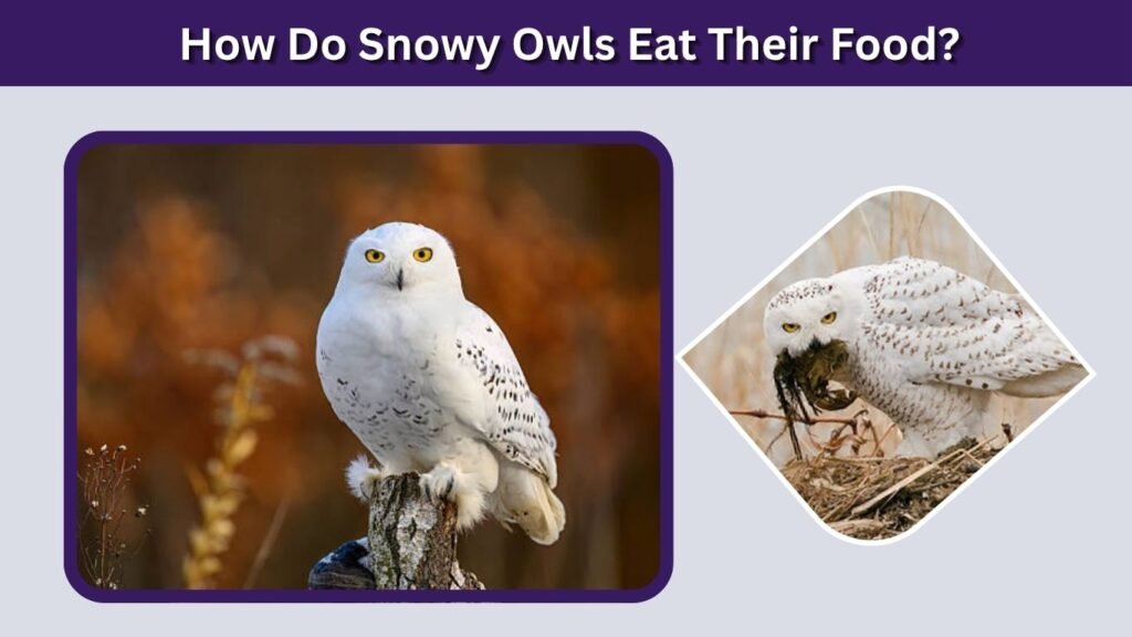 How Do Snowy Owls Eat Their Food?