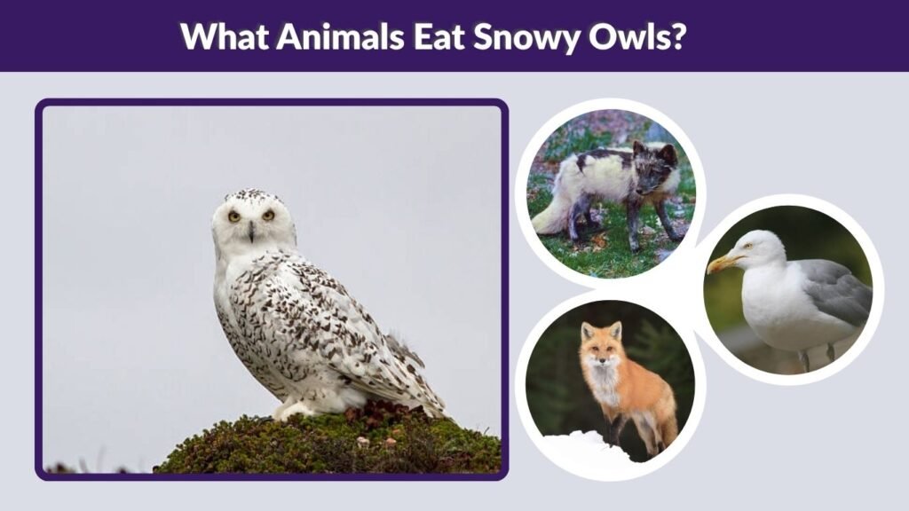 What Animals Eat Snowy Owls?