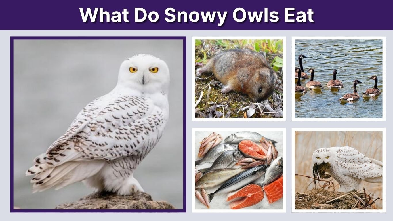 What Do Snowy Owls Eat? Diet, Hunting and Predators