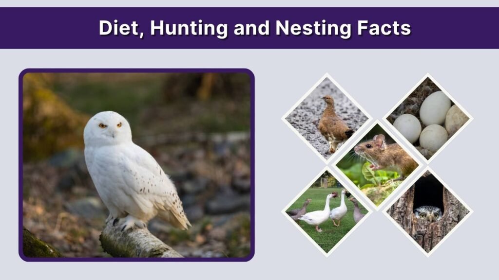 Diet, Hunting and Nesting Facts