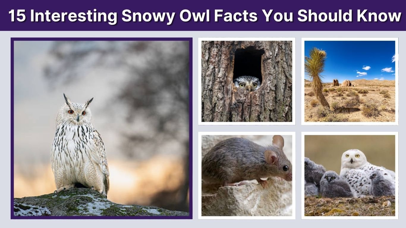 15 Interesting Snowy Owl Facts You Should Know