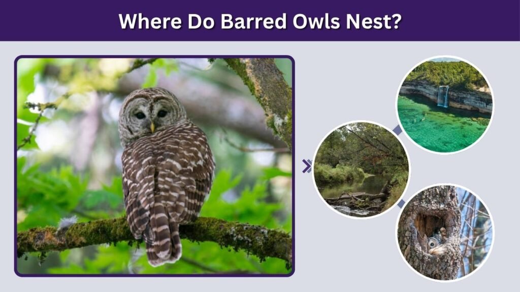 Where Do Barred Owls Nest?