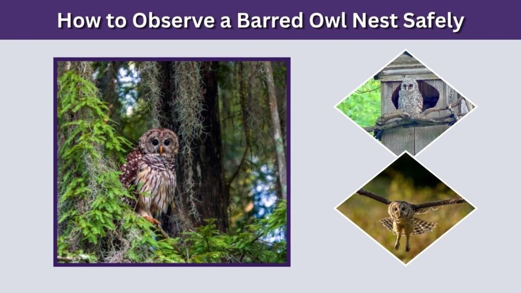 How to Observe a Barred Owl Nest Safely