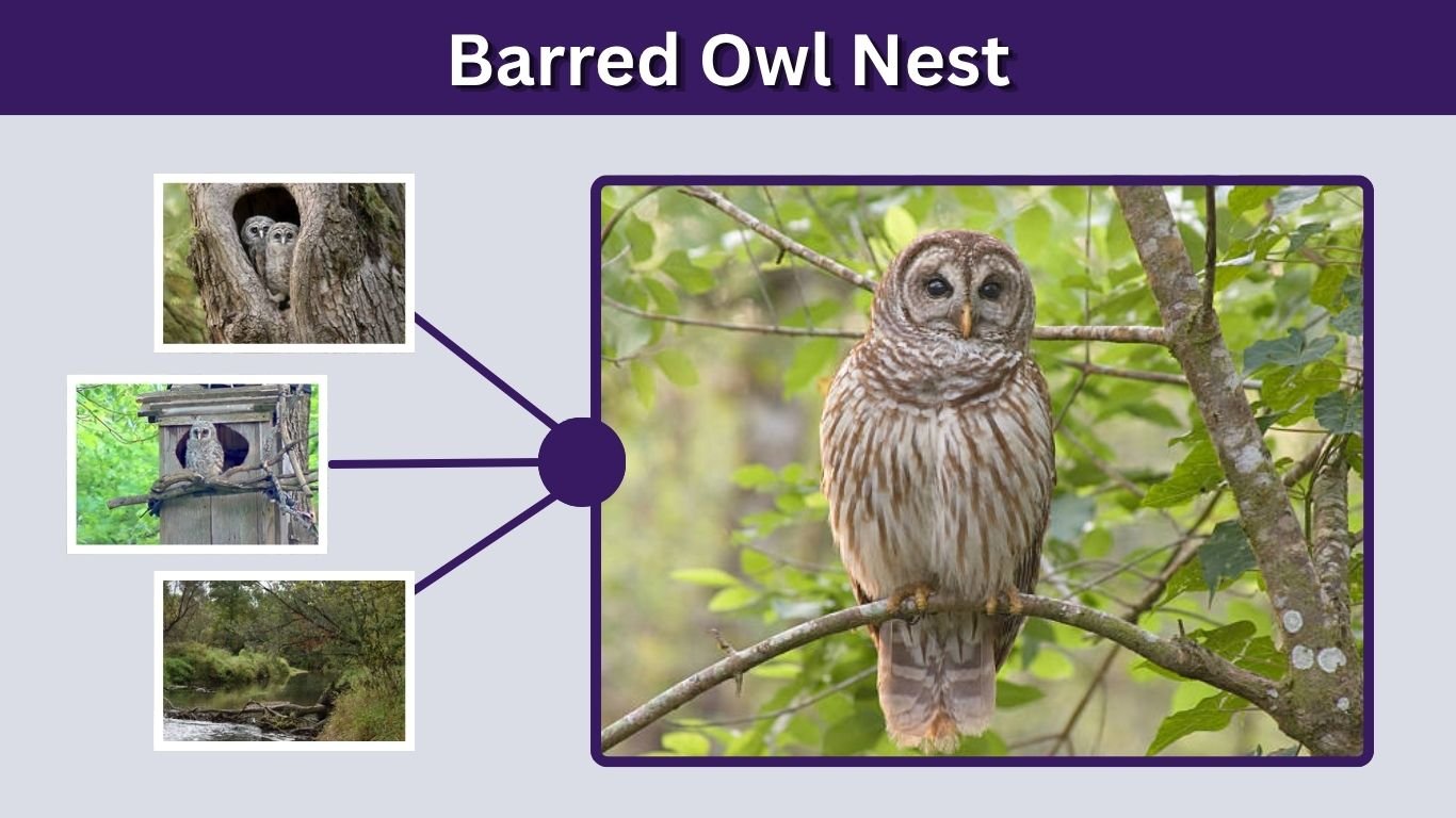 Barred Owl Nest: Nesting Habits, Eggs, and Nest Boxes