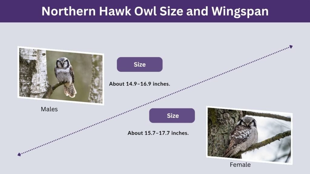 Northern Hawk Owl Size and Wingspan