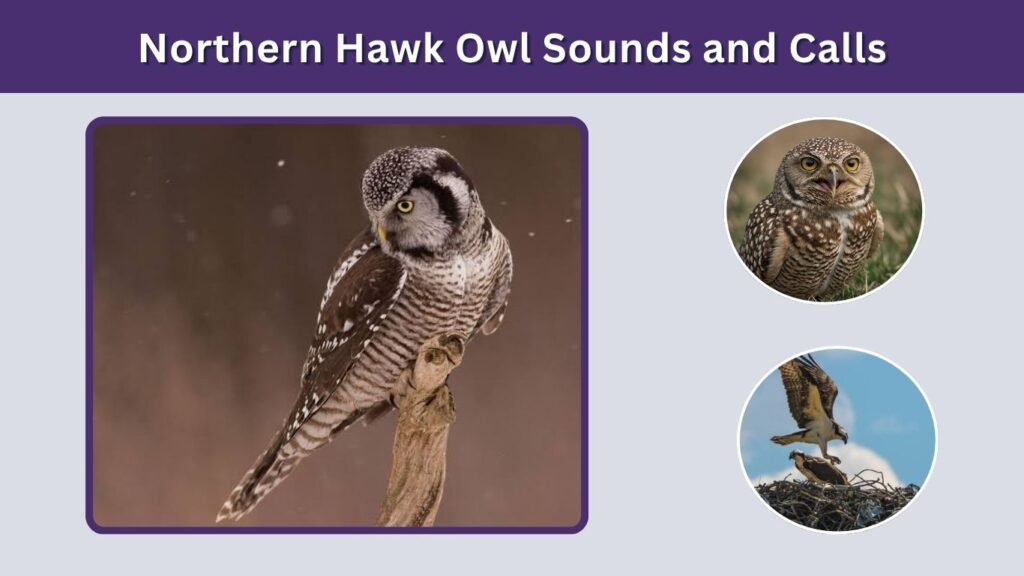 Northern Hawk Owl Sounds and Calls