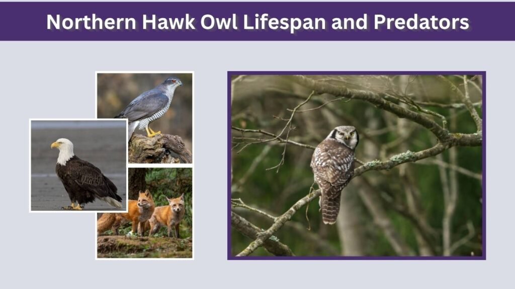 Northern Hawk Owl Lifespan and Predators