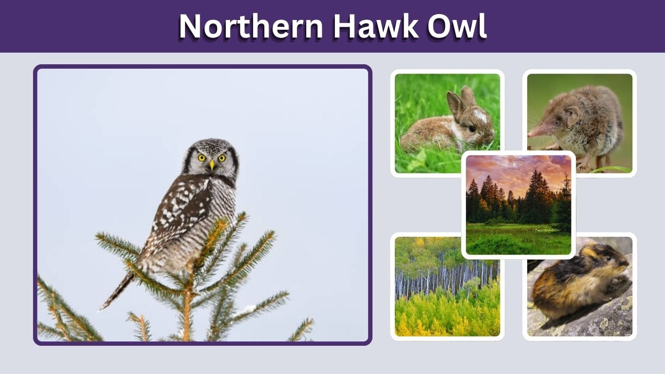 Northern Hawk Owl: Size, Habitat, Diet, Sounds, and Facts