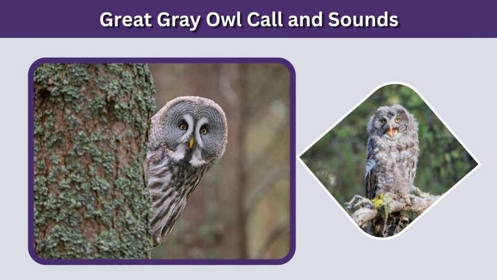 Great Gray Owl Call and Sounds