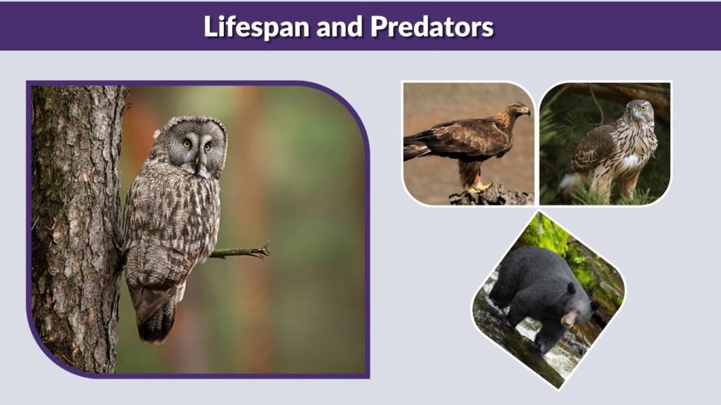 Lifespan and Predators