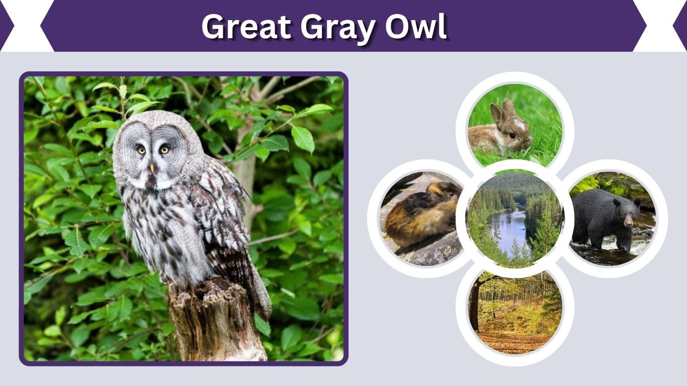 Great Gray Owl: Size, Habitat, Diet, Call, and Facts