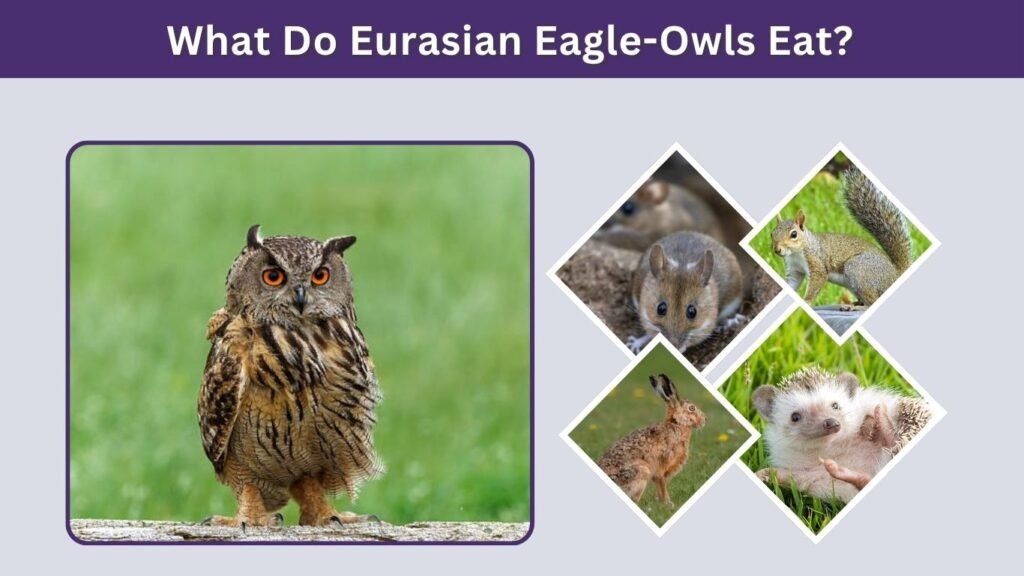What Do Eurasian Eagle-Owls Eat?