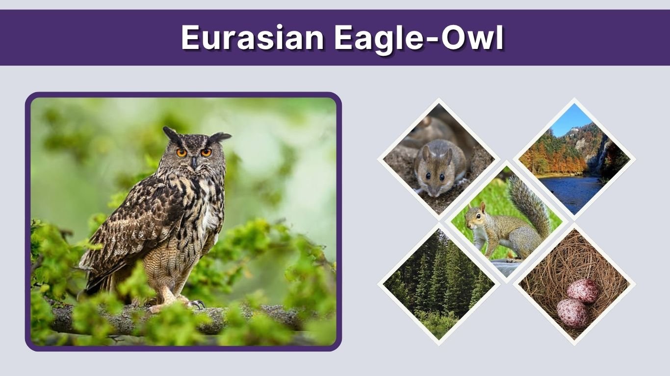 Eurasian Eagle-Owl: Size, Habitat, Diet, and Facts