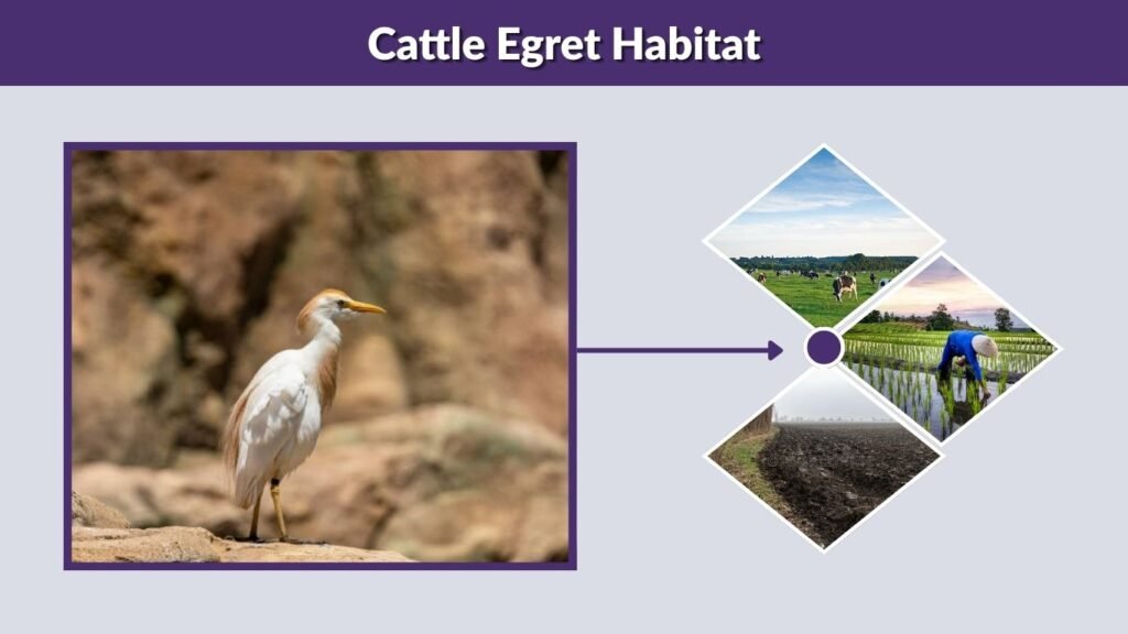 Cattle Egret Habitat