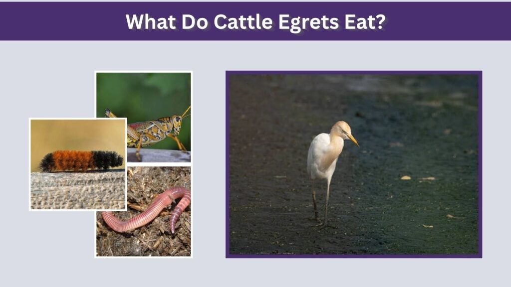 What Do Cattle Egrets Eat?