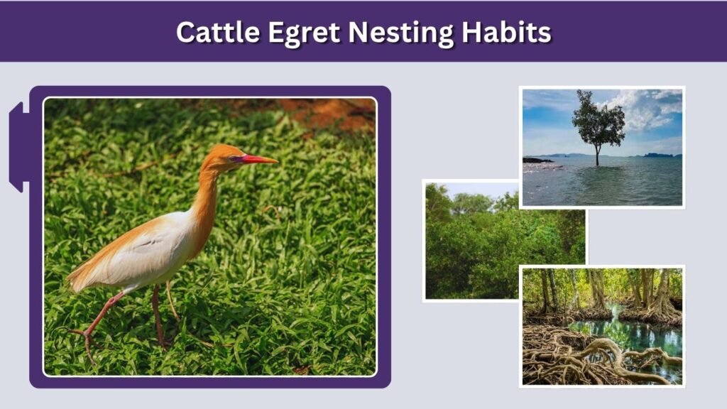 Cattle Egret Nesting Habits