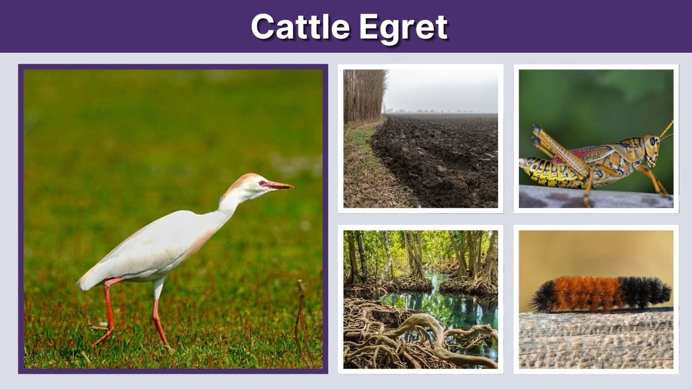 Cattle Egret: Size, Color, Habitat, Diet, Nesting, ID With Pictures