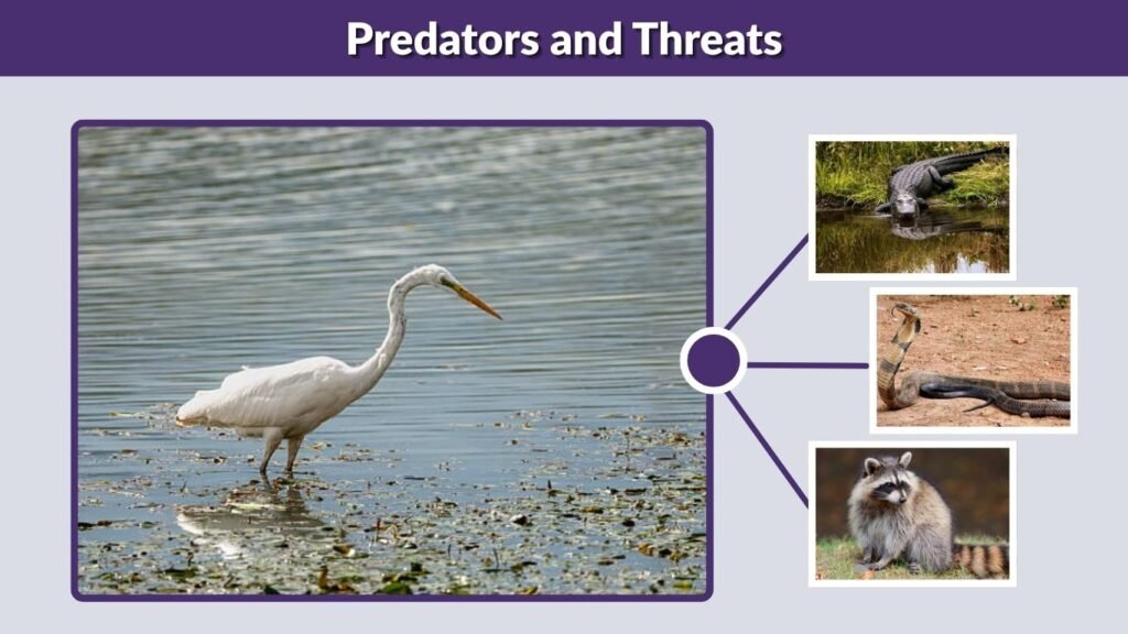 Predators and Threats