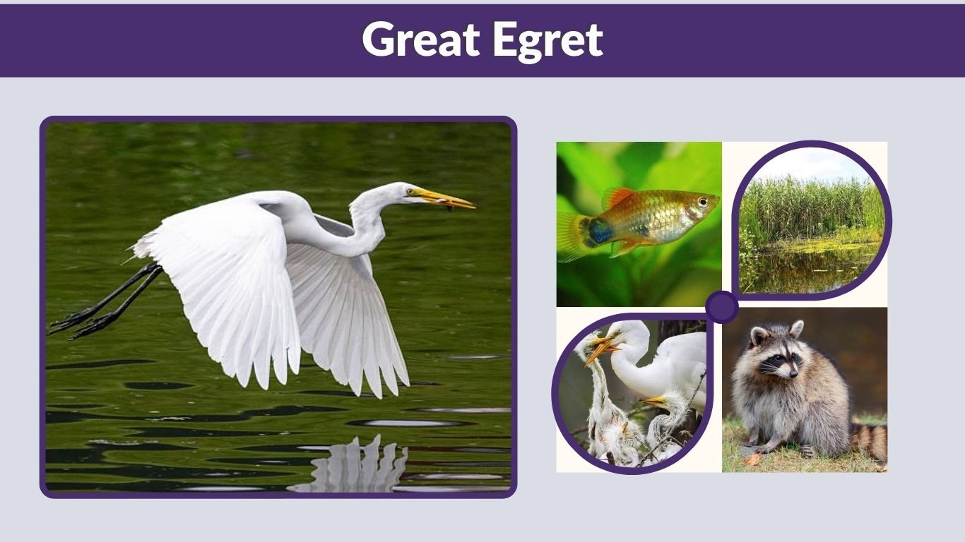 Great Egret: Size, Habitat, Diet, Nesting and Facts