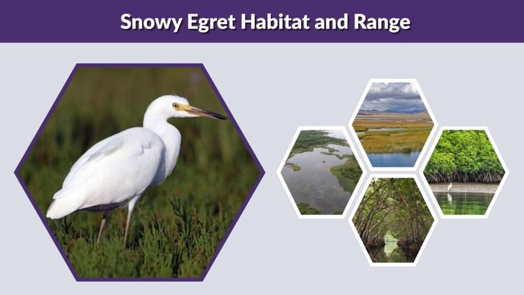 Snowy Egret Habitat and Range