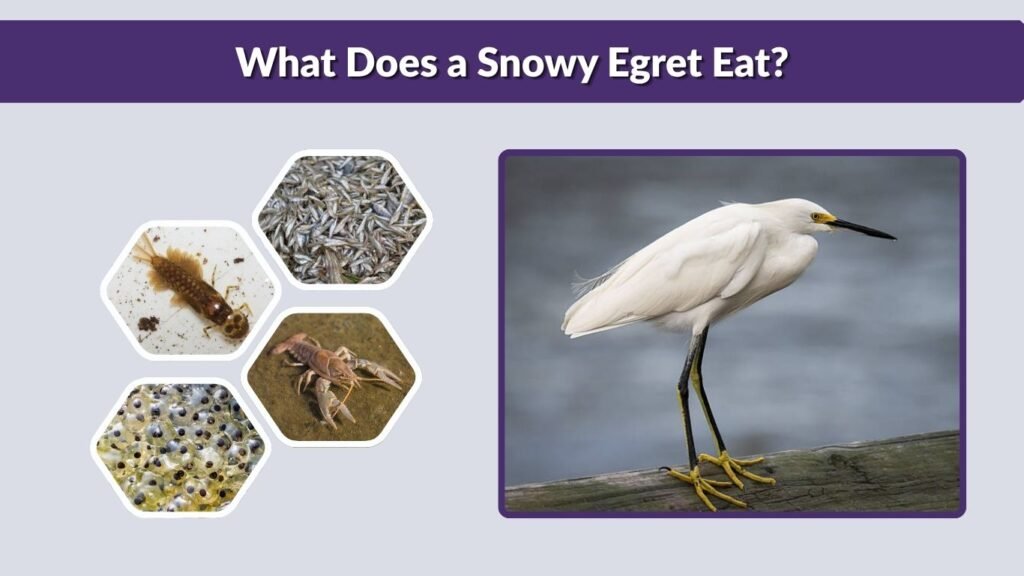 What Does a Snowy Egret Eat?