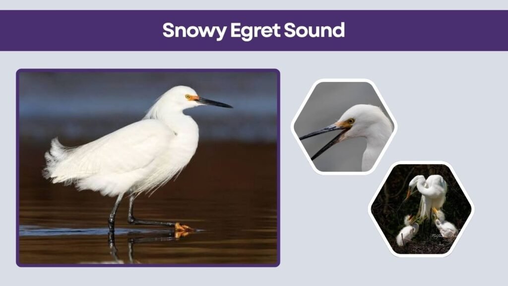 Snowy Egret Sound