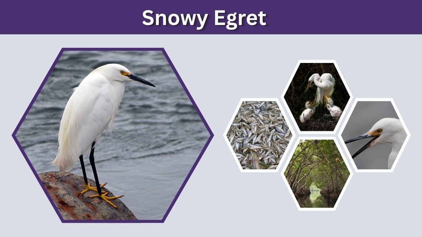 Snowy Egret: Size, Habitat, Diet, Range and Facts
