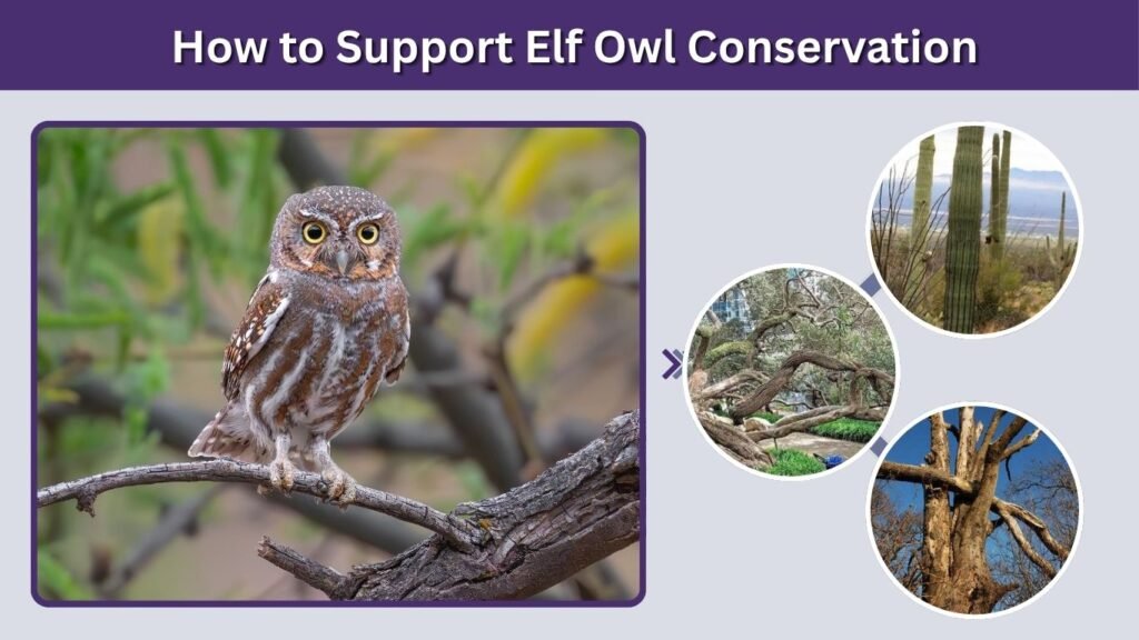 How to Support Elf Owl Conservation