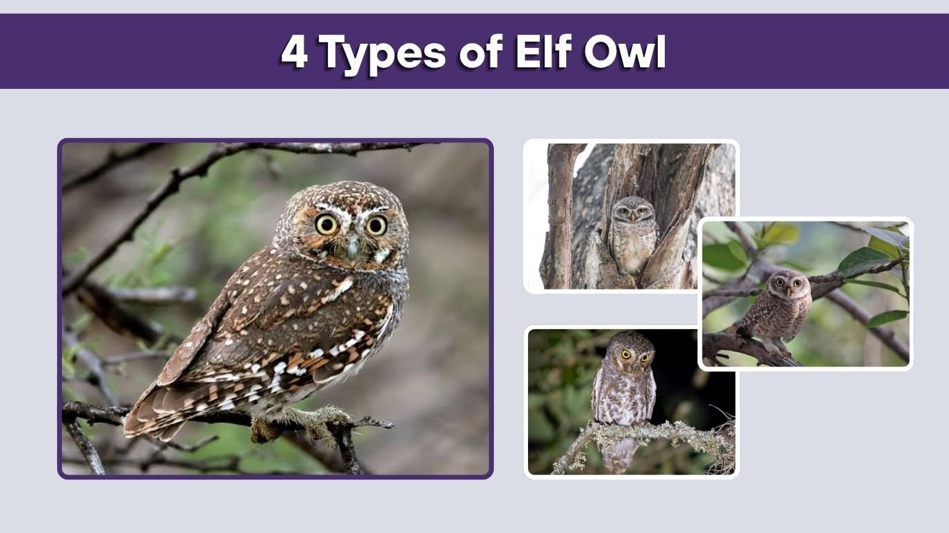 4 Types of Elf Owl: Subspecies, Habitat, Diet, and Facts