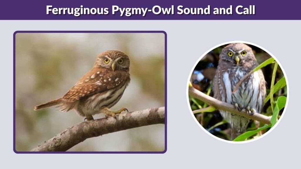 Ferruginous Pygmy-Owl Sound and Call