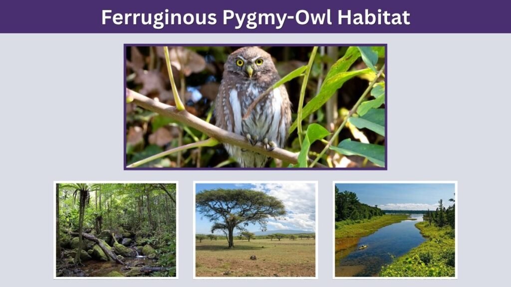 Ferruginous Pygmy-Owl Habitat