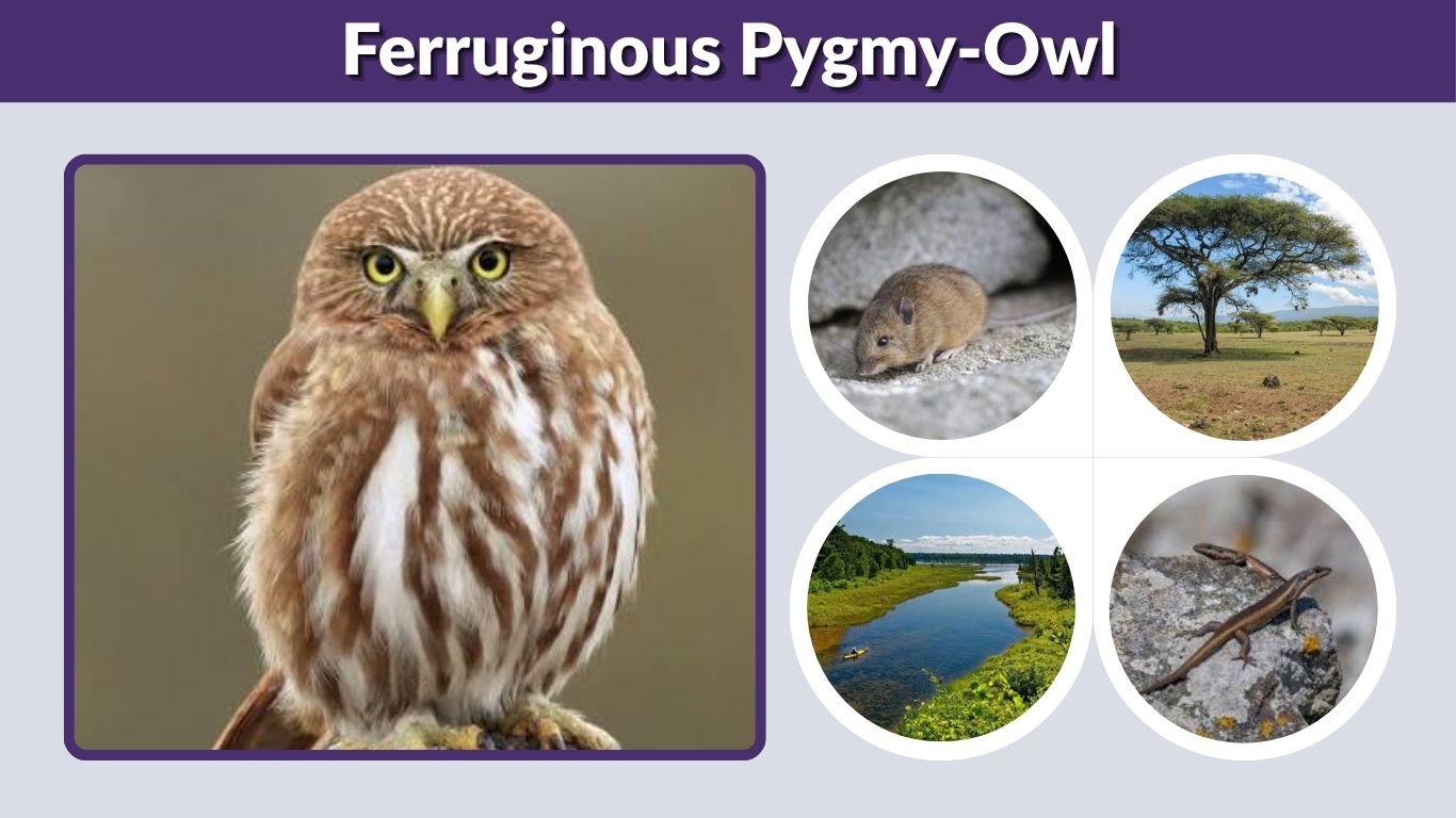Ferruginous Pygmy-Owl: Size, Call, Habitat and Range