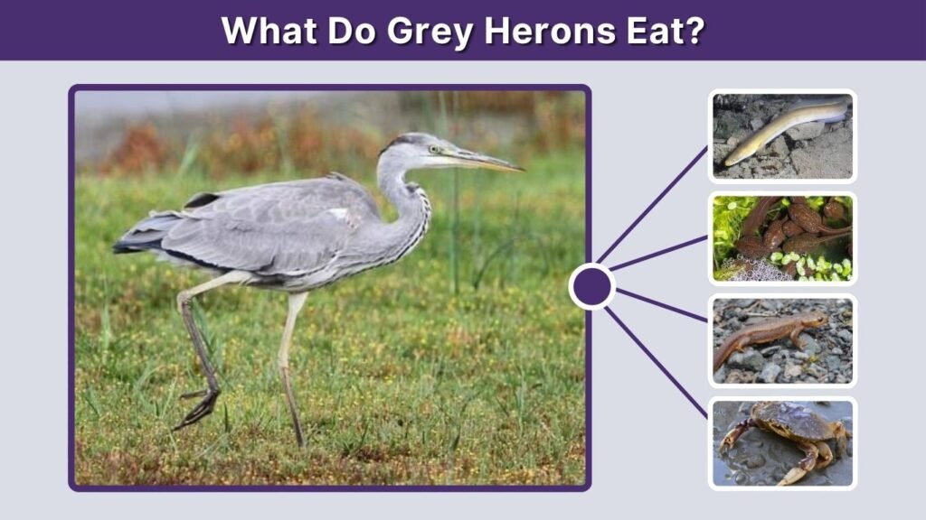 What Do Grey Herons Eat?