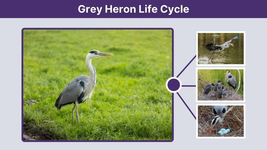 Grey Heron Life Cycle