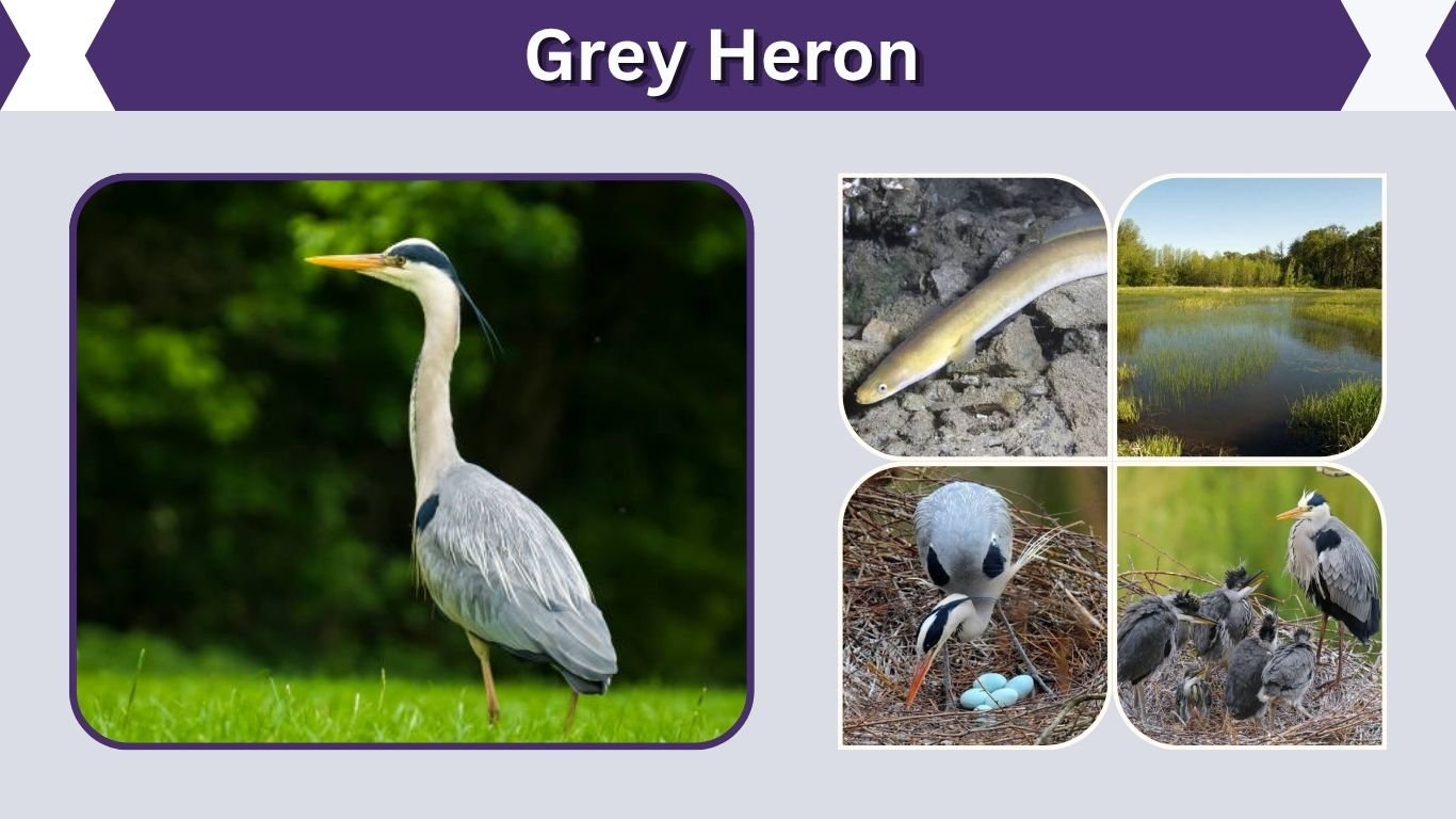 Grey Heron: Size, Color, Habitat, Diet, and Life Cycle