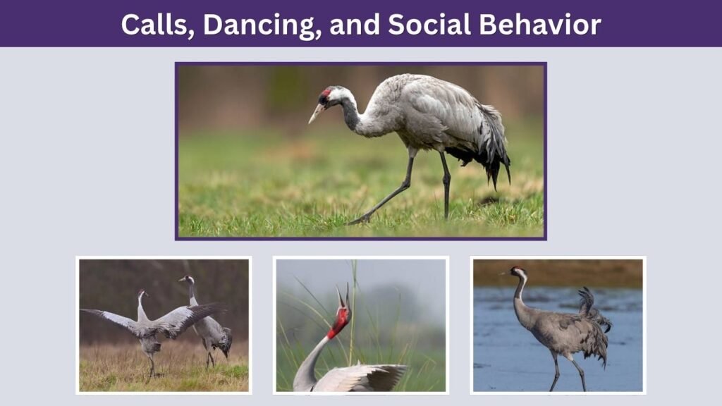 Calls, Dancing, and Social Behavior